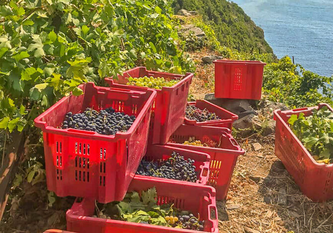 Il recupero della viticoltura e degli agrumi nelle Cinque Terre: un viaggio tra tradizione e gusto